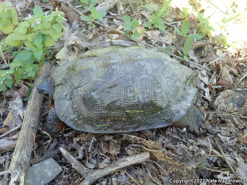 Wood Turtle (Glyptemys insculpta)