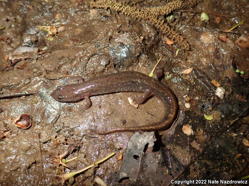 Northern Dusky Salamander (Desmognathus fuscus)