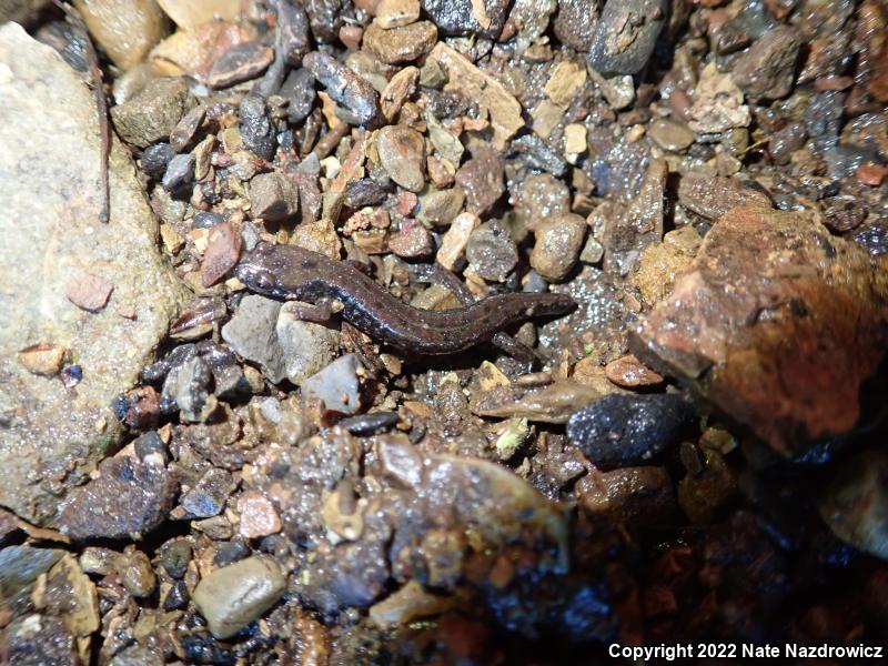 Northern Dusky Salamander (Desmognathus fuscus)