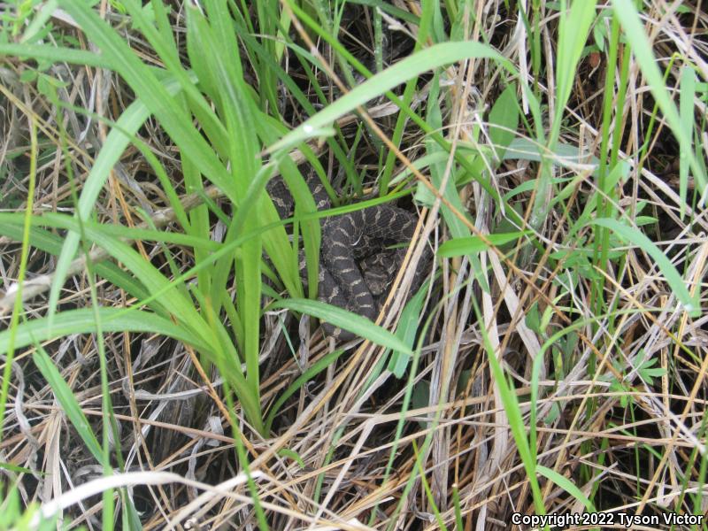 Eastern Massasauga (Sistrurus catenatus catenatus)