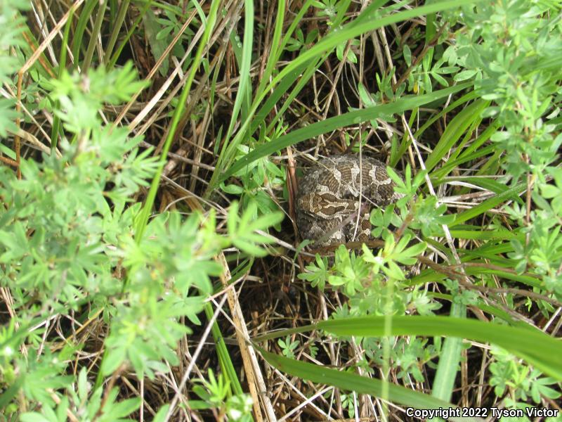 Eastern Massasauga (Sistrurus catenatus catenatus)