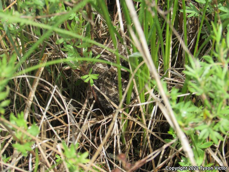 Eastern Massasauga (Sistrurus catenatus catenatus)