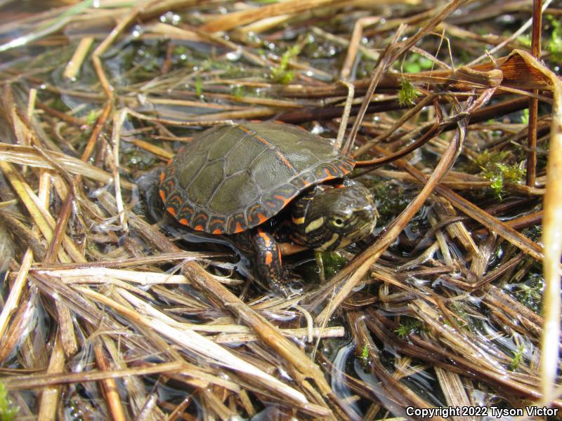 Midland Painted Turtle (Chrysemys picta marginata)