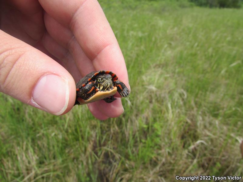 Midland Painted Turtle (Chrysemys picta marginata)