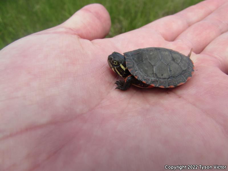 Midland Painted Turtle (Chrysemys picta marginata)