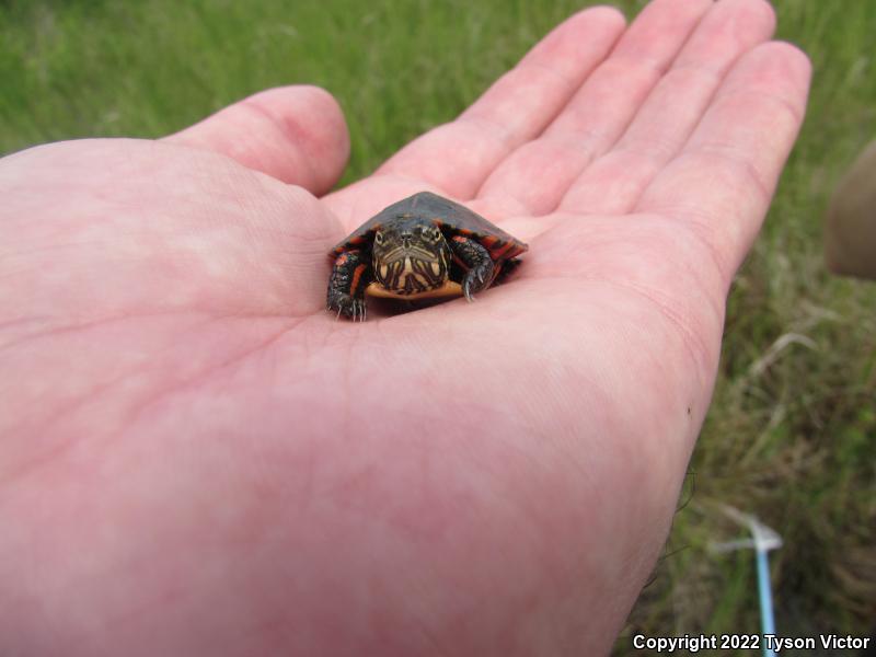 Midland Painted Turtle (Chrysemys picta marginata)