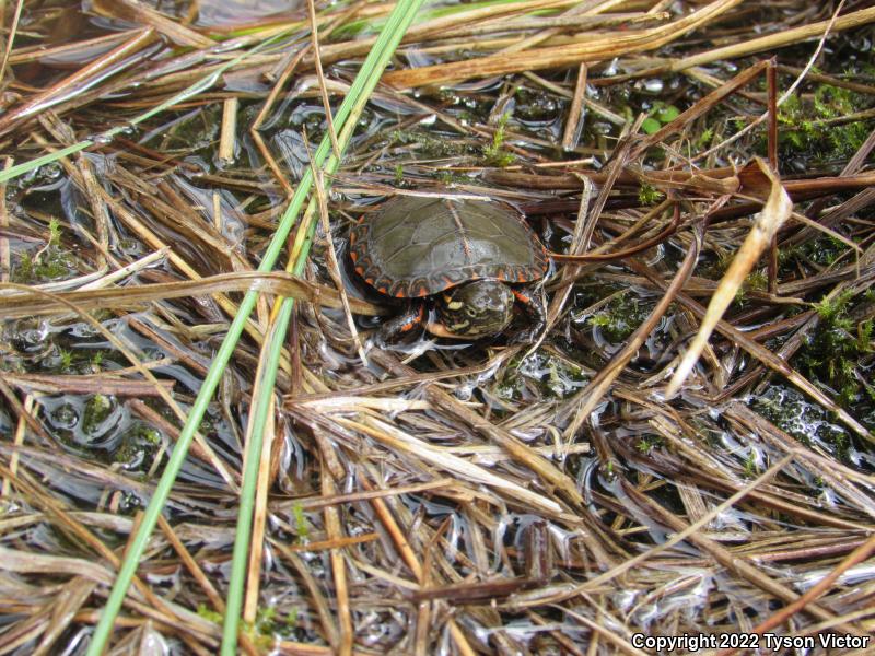 Midland Painted Turtle (Chrysemys picta marginata)