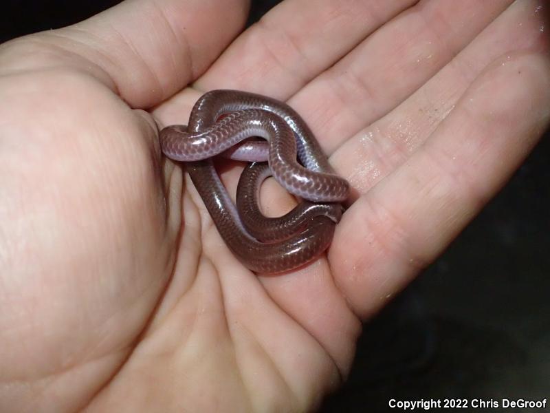 SouthWestern Threadsnake (Leptotyphlops humilis humilis)