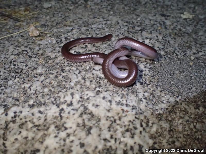 SouthWestern Threadsnake (Leptotyphlops humilis humilis)