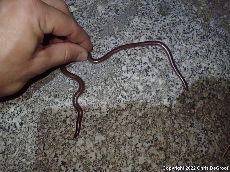 SouthWestern Threadsnake (Leptotyphlops humilis humilis)