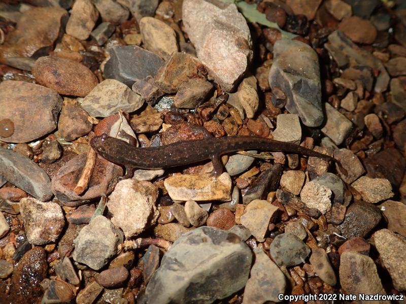 Northern Dusky Salamander (Desmognathus fuscus)