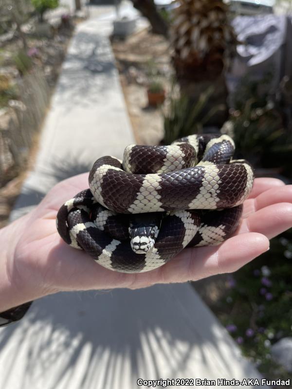 California Kingsnake (Lampropeltis getula californiae)