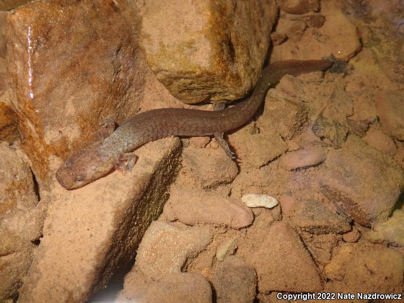 Northern Spring Salamander (Gyrinophilus porphyriticus porphyriticus)