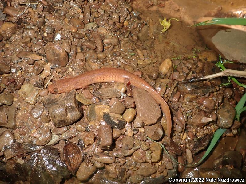 Northern Spring Salamander (Gyrinophilus porphyriticus porphyriticus)