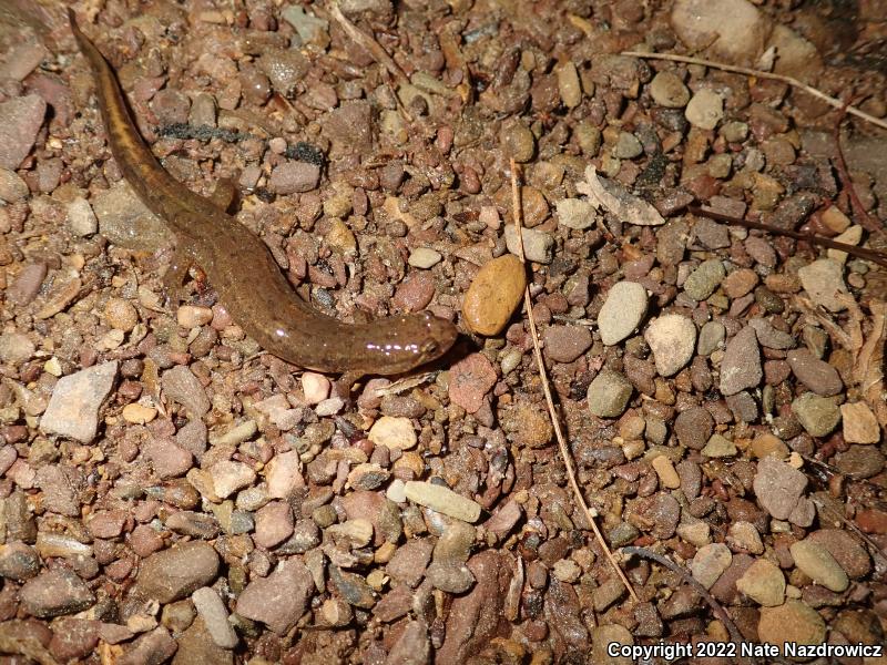 Northern Dusky Salamander (Desmognathus fuscus)