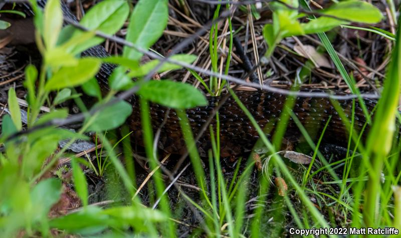 Northern Watersnake (Nerodia sipedon sipedon)