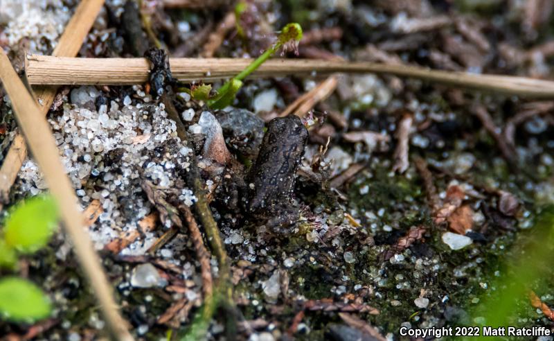 Fowler's Toad (Anaxyrus fowleri)