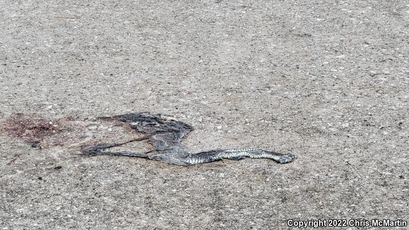 Yellow-bellied Watersnake (Nerodia erythrogaster flavigaster)