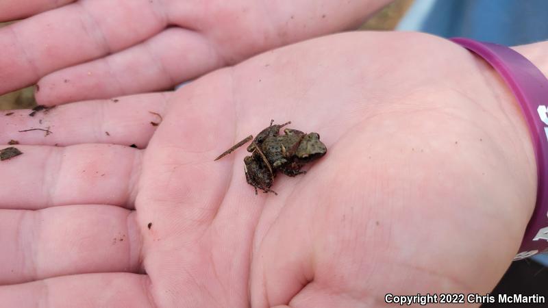 Rio Grande Chirping Frog (Eleutherodactylus cystignathoides campi)