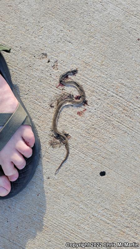 Texas Brownsnake (Storeria dekayi texana)