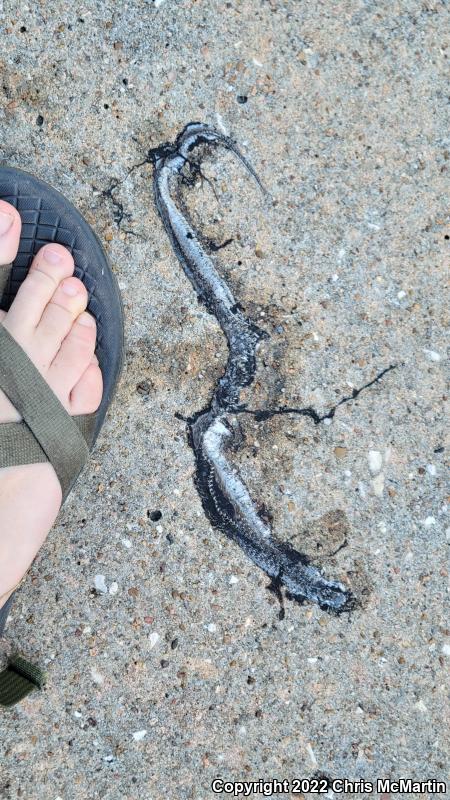 Texas Brownsnake (Storeria dekayi texana)