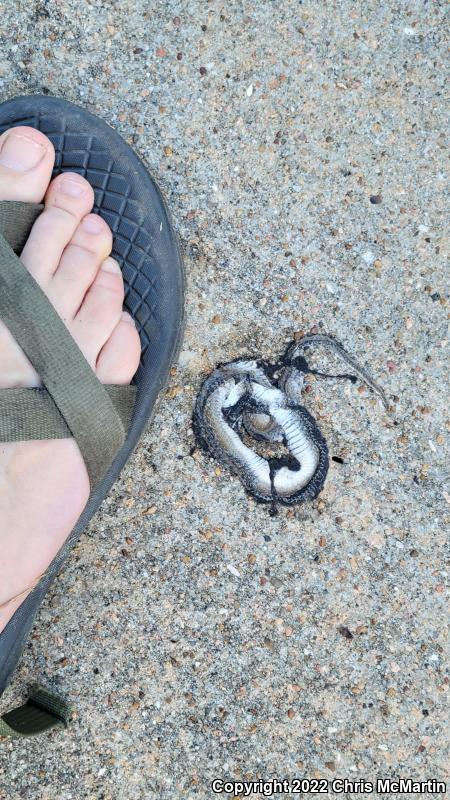 Texas Brownsnake (Storeria dekayi texana)