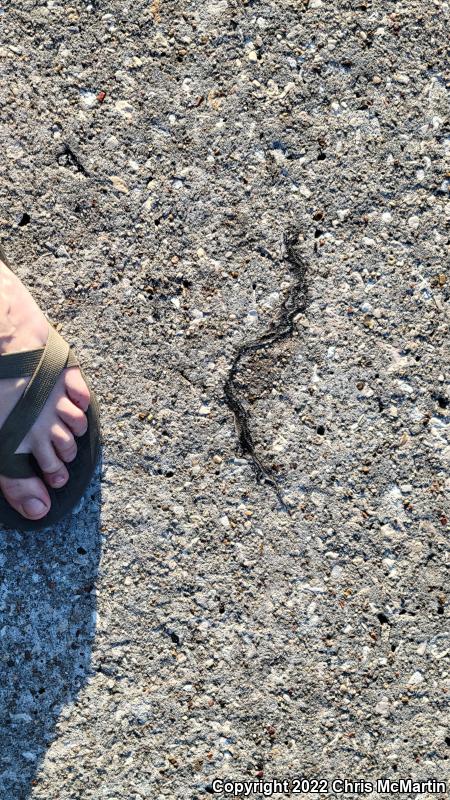 Texas Brownsnake (Storeria dekayi texana)