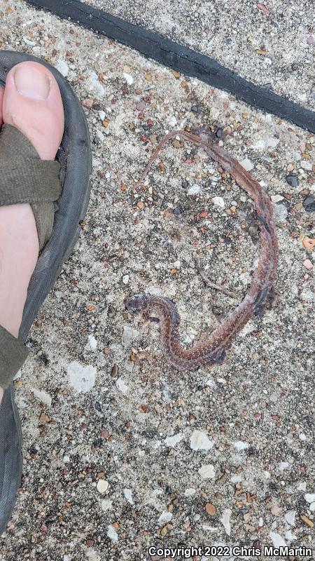 Texas Brownsnake (Storeria dekayi texana)