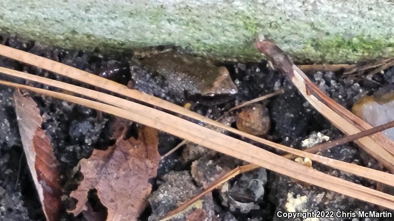 Rio Grande Chirping Frog (Eleutherodactylus cystignathoides campi)