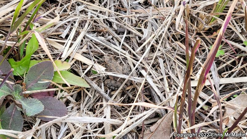 Eastern Cricket Frog (Acris crepitans crepitans)