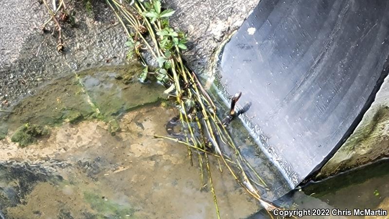 Broad-banded Watersnake (Nerodia fasciata confluens)