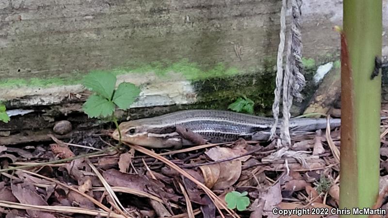 Broadhead Skink (Plestiodon laticeps)