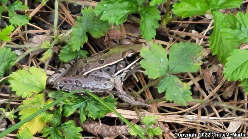 Southern Leopard Frog (Lithobates sphenocephalus utricularius)