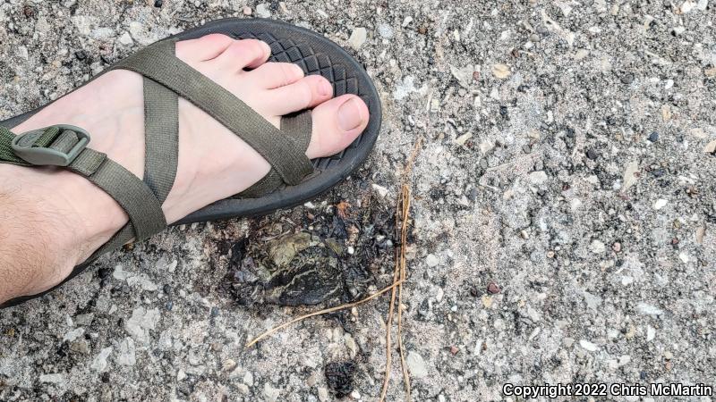 Gulf Coast Toad (Ollotis nebulifer)