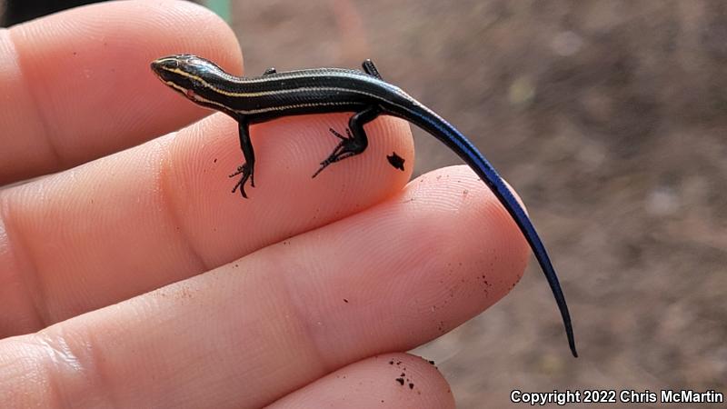 Broadhead Skink (Plestiodon laticeps)