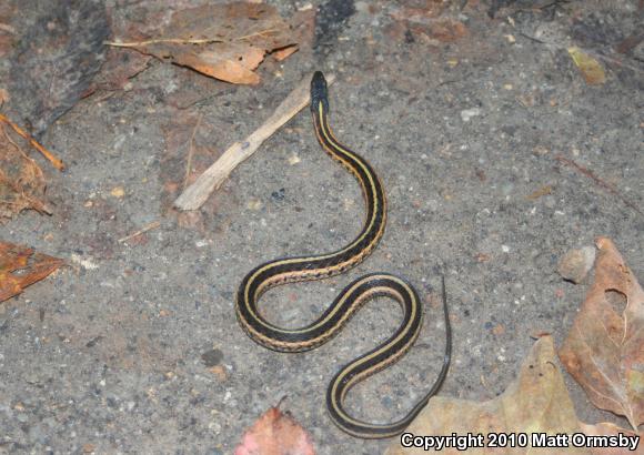 Eastern Gartersnake (Thamnophis sirtalis sirtalis)