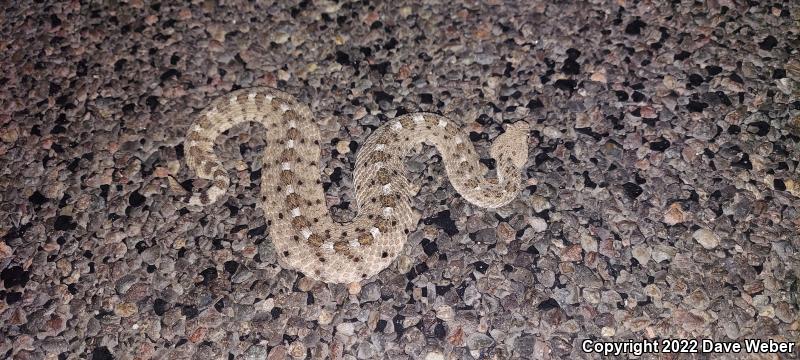 Sonoran Sidewinder (Crotalus cerastes cercobombus)