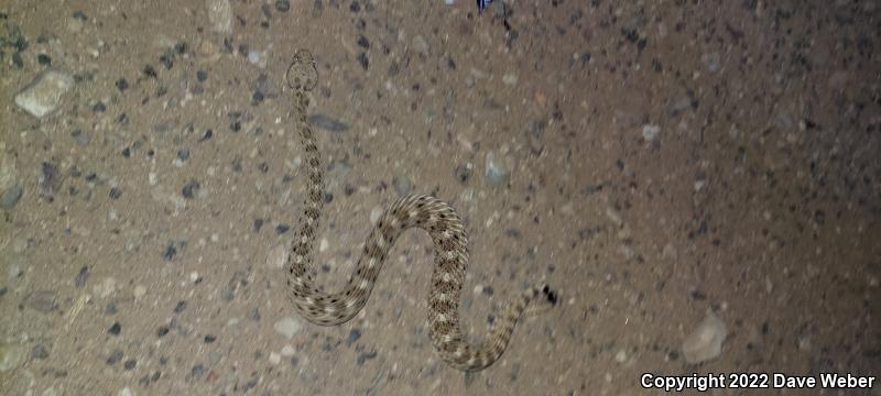 Sonoran Sidewinder (Crotalus cerastes cercobombus)