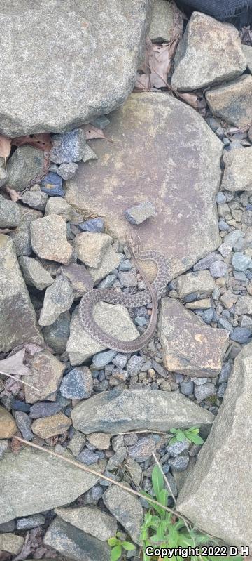 Eastern Gartersnake (Thamnophis sirtalis sirtalis)