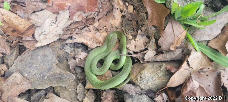 Eastern Smooth Greensnake (Opheodrys vernalis vernalis)