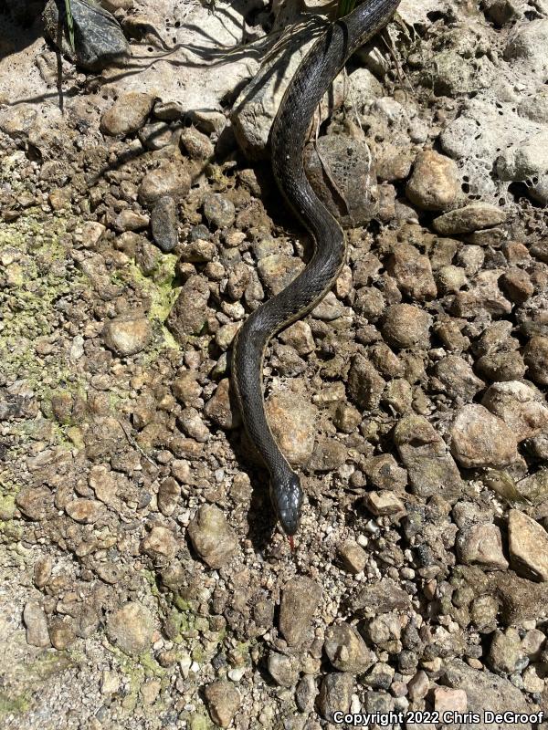 Two-striped Gartersnake (Thamnophis hammondii)