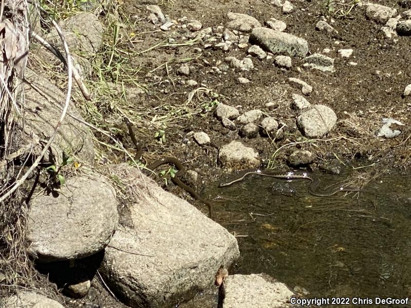 Two-striped Gartersnake (Thamnophis hammondii)