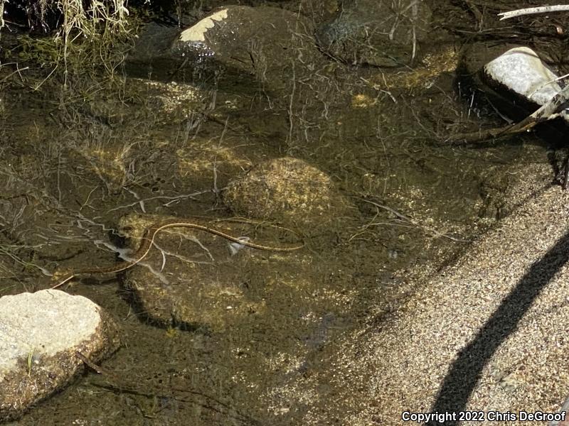 Two-striped Gartersnake (Thamnophis hammondii)