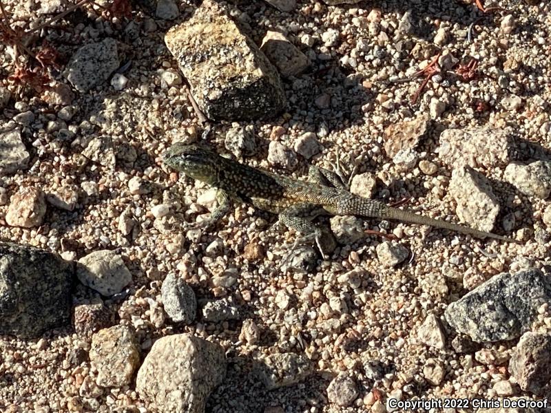 Western Side-blotched Lizard (Uta stansburiana elegans)