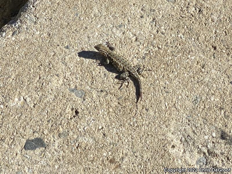 Western Side-blotched Lizard (Uta stansburiana elegans)