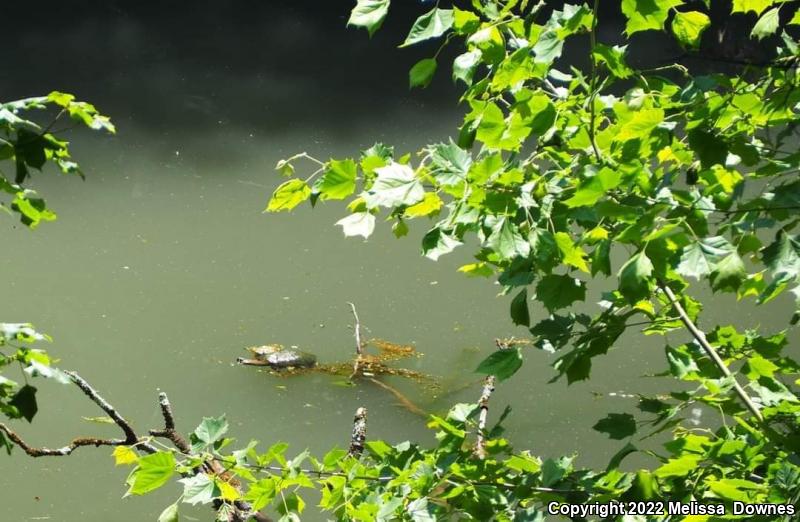 Spiny Softshell (Apalone spinifera)