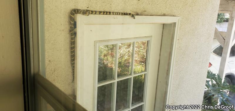 California Kingsnake (Lampropeltis getula californiae)