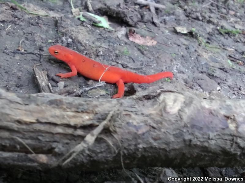 Red-Spotted Newt (Notophthalmus viridescens viridescens)