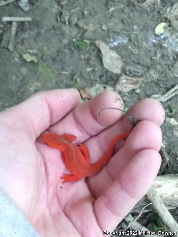 Red-Spotted Newt (Notophthalmus viridescens viridescens)