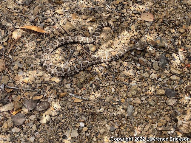 Northern Pacific Rattlesnake (Crotalus oreganus oreganus)